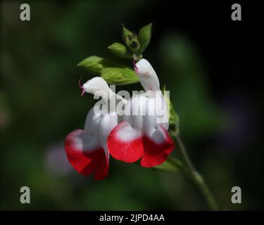 Hot Lips Flower Salvia Banque D'Images