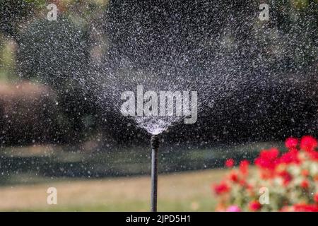 Londres, Royaume-Uni. 11th août 2022. Un arroseur a vu des fleurs arroser à Londres. Thames Water a annoncé l'entrée en vigueur, à partir du 24 août 2022, d'une interdiction des gicleurs et des gicleurs qui touchera plus de 10 millions de clients dans le sud de l'Angleterre. Crédit : SOPA Images Limited/Alamy Live News Banque D'Images