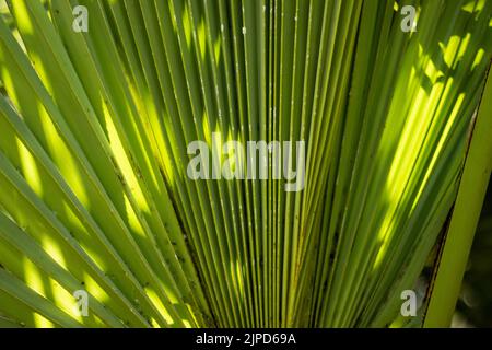 Communément connu sous le nom de paume de doub, paume de palmyra, paume de Tala, paume de toddy, ou paume de vin. Son nom scientifique est Borassus flabellifer. Il appartient à Arecaceae f Banque D'Images