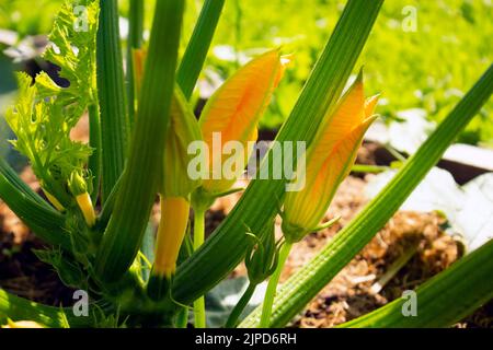 Fleurs jaunes et feuilles de courgettes à la ferme. Banque D'Images