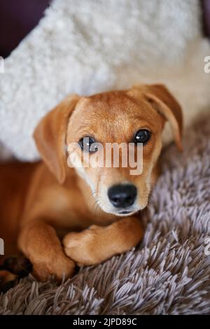 Adorable chiot brun avec une émotion solitaire allongé sur une couverture grise moelleuse. Ginger Dachshund Doggy mignon reposant sur un lit. Photo verticale de haute qualité Banque D'Images