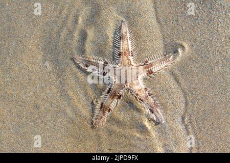 L'étoile de mer épineuse (Marthasterias glacialis), l'étoile de mer avec un petit disque central et cinq bras effilé et effilé avec des épines Banque D'Images