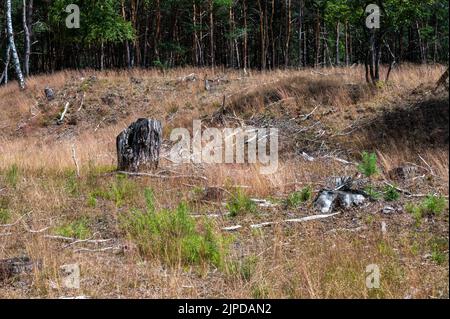 Bruyère et bois de la réserve naturelle de Veluwe pendant l'été sec et chaud, aux pays-Bas Banque D'Images