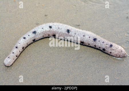 Concombre de mer sur le fond de mer peu profond sur la plage, échinodermes de la classe Holothuroïdea, animaux marins avec une peau de similicuir et un b allongé Banque D'Images