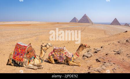 Chameaux avec vue sur les pyramides de Gizeh, Égypte Banque D'Images