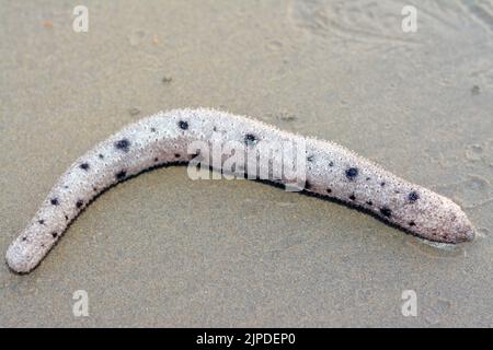 Concombre de mer sur le fond de mer peu profond sur la plage, échinodermes de la classe Holothuroïdea, animaux marins avec une peau de similicuir et un b allongé Banque D'Images