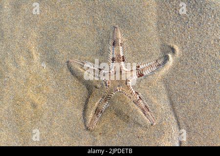 L'étoile de mer épineuse (Marthasterias glacialis), l'étoile de mer avec un petit disque central et cinq bras effilé et effilé avec des épines Banque D'Images