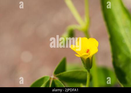 Une petite araignée rouge assise sur une petite fleur jaune Banque D'Images