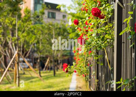 Rose Bush dans le jardin à l'avant. Essayer de s'échapper de derrière les barres métalliques. Banque D'Images