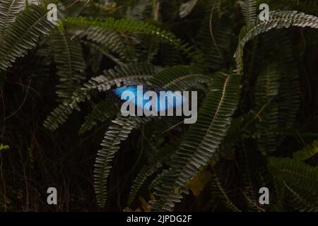 Un papillon avec de belles ailes bleues sur la plante tropicale, connu sous le nom de Morpho Peleides (Morpho bleu), foyer sélectif sur le papillon Banque D'Images