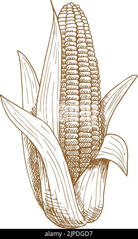 Épis de maïs avec feuilles isolées, schéma vectoriel. Vector maïs sucré nourriture végétarienne, céréales Illustration de Vecteur