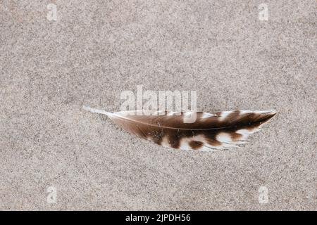 Gros plan de plumes d'oiseaux sur fond de sable Banque D'Images