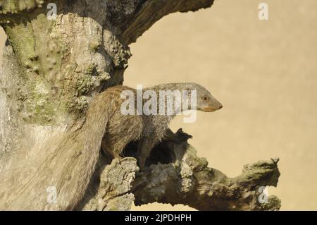 Mongoose baguée (Mungos mungo) debout sur un arbre mort tombé dans la savane Maasai Mara - Kenya - Afrique de l'est Banque D'Images