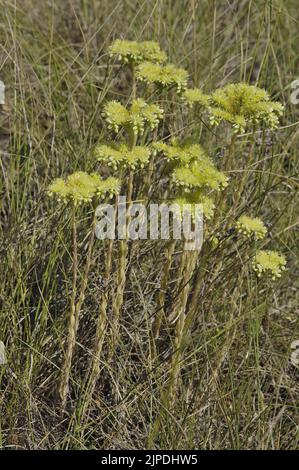 Pâle Stonecrop - arbre Sedum (Sedum sediforme) floraison en été Provence - Vaucluse - France Banque D'Images