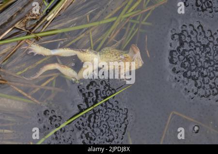 Grenouille commune (Rana temporaria) grenouille morte après accouplement dans un étang parmi des touffes massives de fraie Belgique Banque D'Images