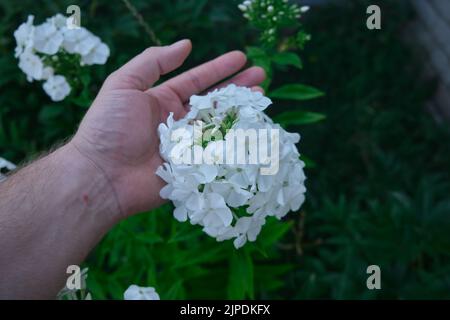 Magnifique fleur blanche d'été en fleurs dans le jardin Banque D'Images