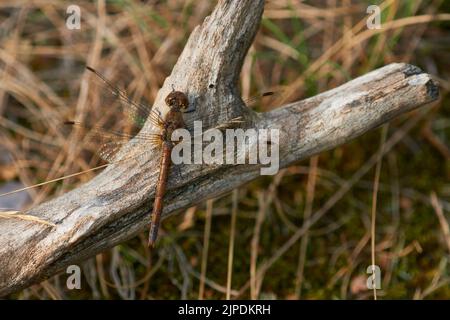 libellule, dard commun, sympetrum striolatum, libellules, libellulidaes Banque D'Images