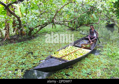 Jhalokati. 17th août 2022. Un agriculteur dirige un bateau chargé de guavas vers un marché flottant à Jhalokati, au Bangladesh, le 14 août 2022. Un marché flottant de gros à Jhalokati est maintenant en effervescence avec les acheteurs et les vendeurs comme la récolte de fruits de goyave, une spécialité de la région, est en pleine oscillation dans les vergers près des lacs et des canaux. Credit: Xinhua/Alay Live News Banque D'Images