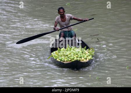 Jhalokati. 17th août 2022. Un agriculteur dirige un bateau chargé de guavas vers un marché flottant à Jhalokati, au Bangladesh, le 14 août 2022. Un marché flottant de gros à Jhalokati est maintenant en effervescence avec les acheteurs et les vendeurs comme la récolte de fruits de goyave, une spécialité de la région, est en pleine oscillation dans les vergers près des lacs et des canaux. Credit: Xinhua/Alay Live News Banque D'Images