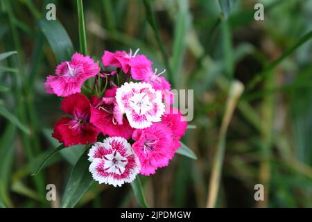 Rose vif Sweet William (Dianthus barbatus) fleurs avec des feuilles vertes à l'arrière Banque D'Images