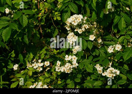 rosa canina, rose sauvage, rose pour chiens, roses sauvages Banque D'Images