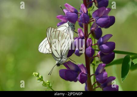 Aporia crataegi Banque D'Images