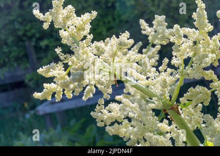 rhubarbe, inflorescence, rhéum rhébarbarum, gemeiner rhébarber, rhubarbe, inflorescences Banque D'Images