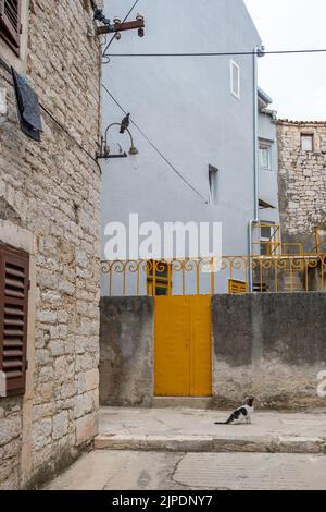 Cat a faim à la recherche de pigeon assis sur la lampe dans la petite rue de Sibenik ville, Croatie. Banque D'Images