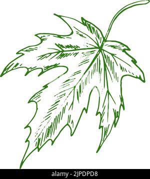 Croquis d'écoplante isolé Acer ou feuille d'érable. Élément végétal biologique vert vectoriel Illustration de Vecteur