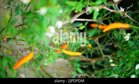 Carrot bulgare Capsicum an piment chaud dans un jardin Banque D'Images