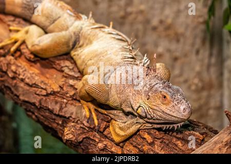 Le varan Lizard repose sur la branche en bois. Prédateur reptile. Banque D'Images