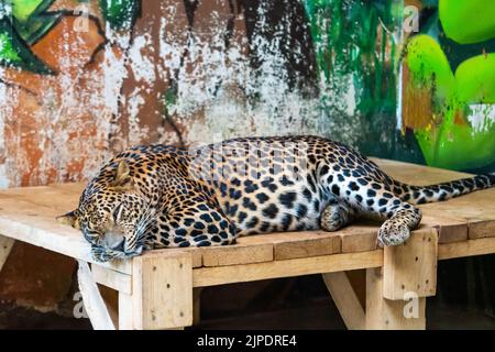 Le léopard (nom latin Panthera pardus kotiya) repose sur le bureau en bois. Prédateur carnivore, vivant naturellement au Sri Lanka. Détail d'un magnifique Banque D'Images