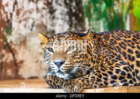 Le léopard (nom latin Panthera pardus kotiya) repose sur le bureau en bois. Prédateur carnivore, vivant naturellement au Sri Lanka. Détail d'un magnifique Banque D'Images