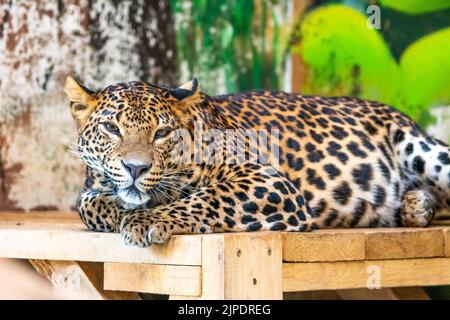 Le léopard (nom latin Panthera pardus kotiya) repose sur le bureau en bois. Prédateur carnivore, vivant naturellement au Sri Lanka. Détail d'un magnifique Banque D'Images