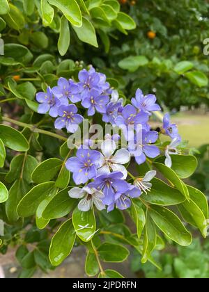 Un cliché vertical de fleurs lignum-vitae d'écorce pourpre avec des feuilles vertes à la lumière du jour Banque D'Images