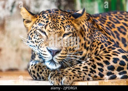 Le léopard (nom latin Panthera pardus kotiya) repose sur le bureau en bois. Prédateur carnivore, vivant naturellement au Sri Lanka. Détail d'un magnifique Banque D'Images