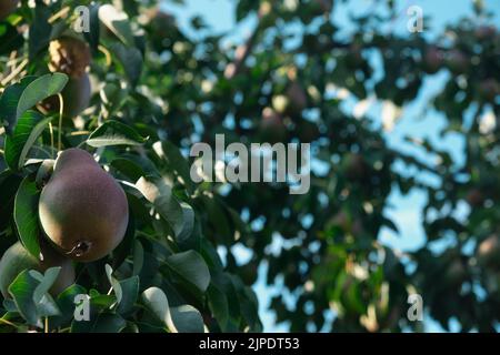 Poires rouges non mûres la récolte de jeunes arbres de fruits mûrs est suspendue sur les branches vertes contre le ciel bleu Banque D'Images