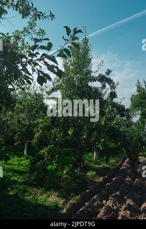 Poires rouges non mûres la récolte de jeunes arbres de fruits mûrs est suspendue sur les branches vertes contre le ciel bleu Banque D'Images