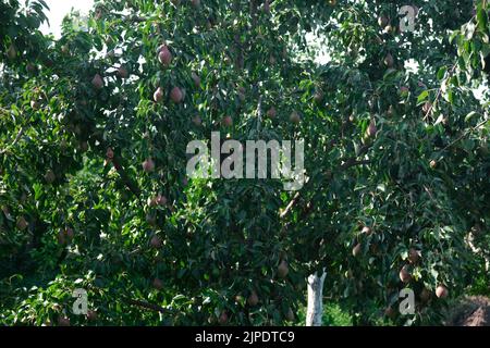 Poires rouges non mûres la récolte de jeunes arbres de fruits mûrs est suspendue sur les branches vertes contre le ciel bleu Banque D'Images