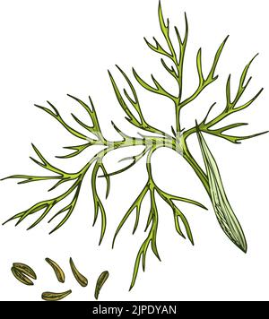 Branche de cumin vert et graines de carvi isolées herbe culinaire. Assaisonnement alimentaire vectoriel, plante biologique Illustration de Vecteur