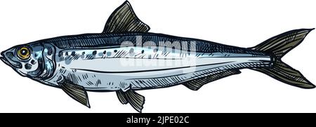 Hareng ou sardine poisson d'eau salée animal isolé. Le pilchard à vecteur fourragère les petits poissons épipélagiques dans les Clupeidae de hareng. Sardina, rouge marine ani Illustration de Vecteur