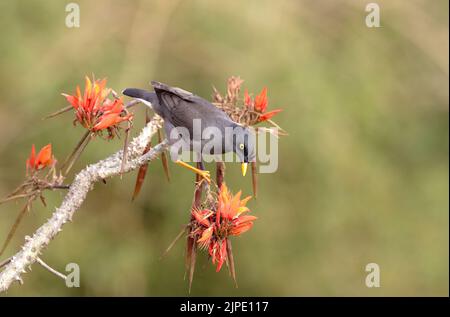 jungle myna est une myna, un membre de la famille étoilée. Banque D'Images