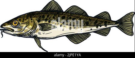 Scombridae poisson-codfish isolé d'eau douce esquisse. Vector Walleye Zander poisson d'eau salée, mascotte de pêche sportive. Européen, Balkhash ou perch jaune, ri Illustration de Vecteur