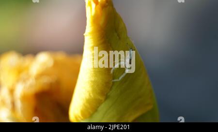 Une petite araignée sautant (Hentzia mitrata) sur une fleur d'iris jaune fermée (Iris pseudacorus) Banque D'Images