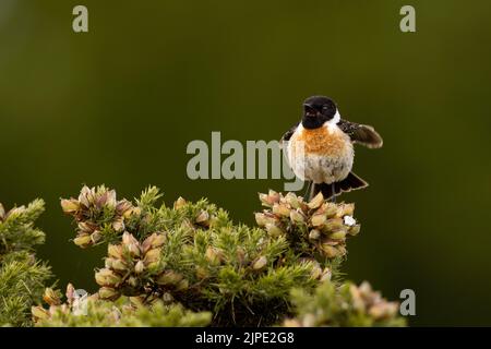 Stonechat perché sur un Bush de gorge. Banque D'Images