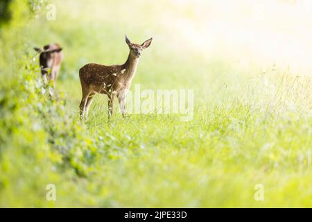 Les jeunes Red Deer faussent dans le parc national d'Exmoor. Banque D'Images