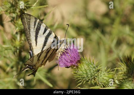 Gros plan sur un papillon à queue jaune rare méditerranéen, buvant fomr nectar pourpre Cirsium vulgare, fleur de chardon Banque D'Images