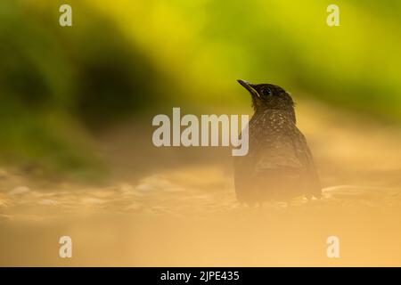 Jeune Blackbird sur sol boisé. Banque D'Images