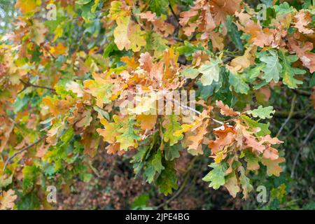 Slough, Berkshire, Royaume-Uni. 17th août 2022. Les feuilles de chêne commencent à dorer après des semaines sans pluie et deux vagues de chaleur. Crédit : Maureen McLean/Alay Live News Banque D'Images