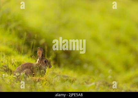 Lapin beau dans la prairie. Banque D'Images